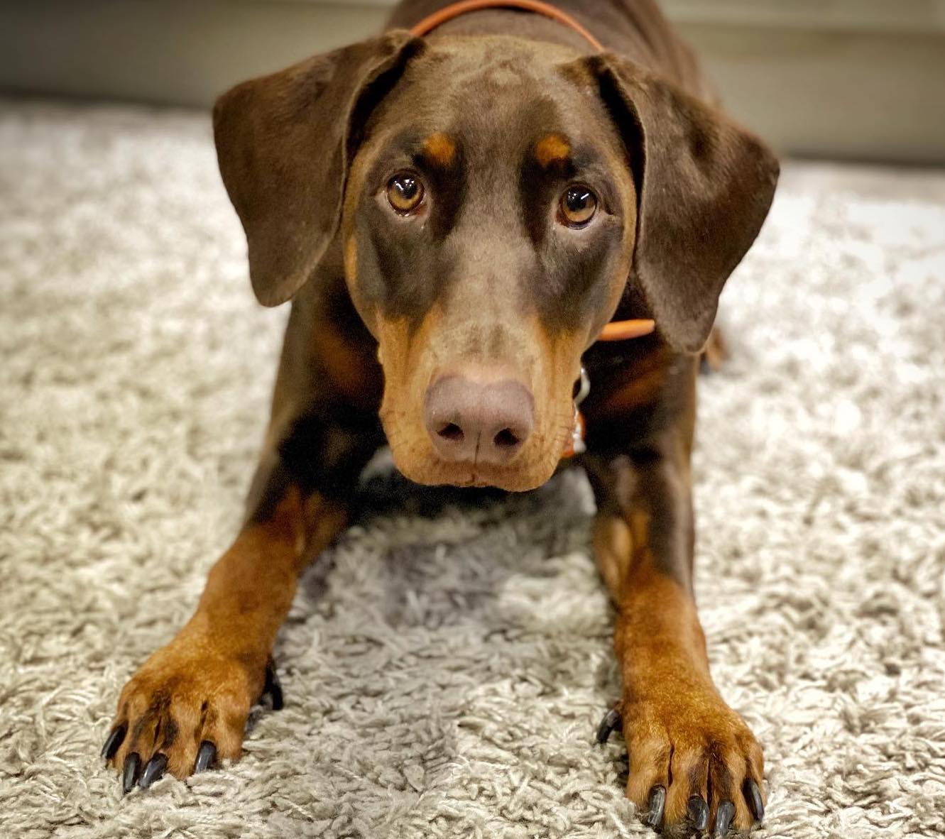 What Causes Pancreatitis In Dogs?