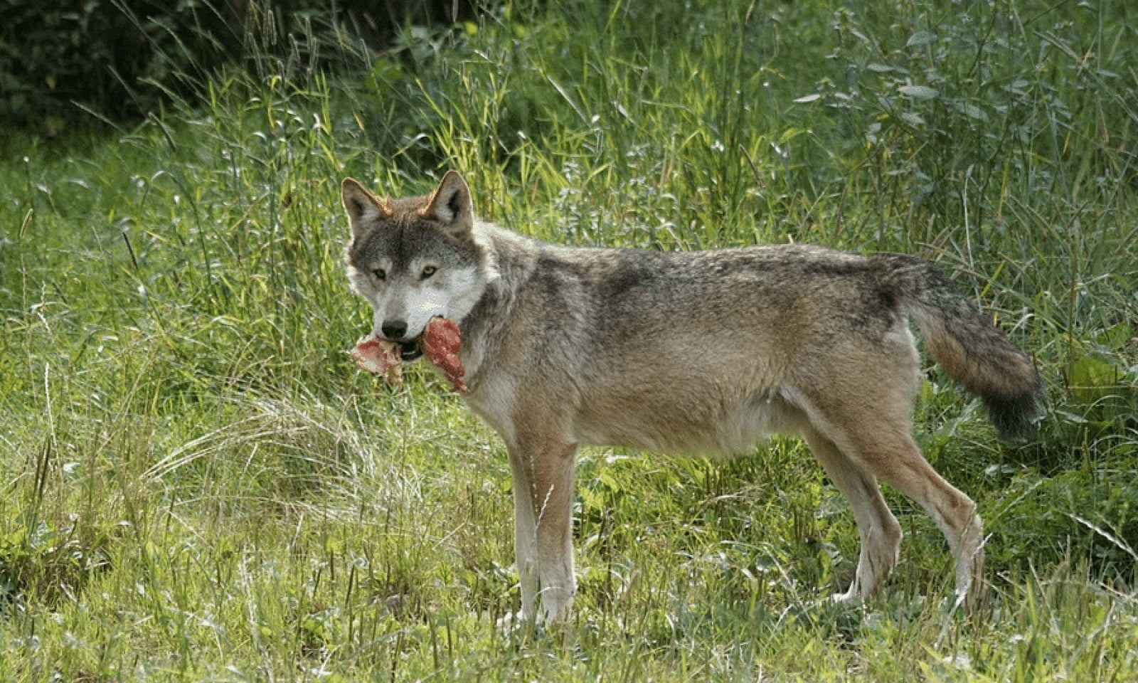 Raw Food: Not Ideal For The Majority Of Dogs