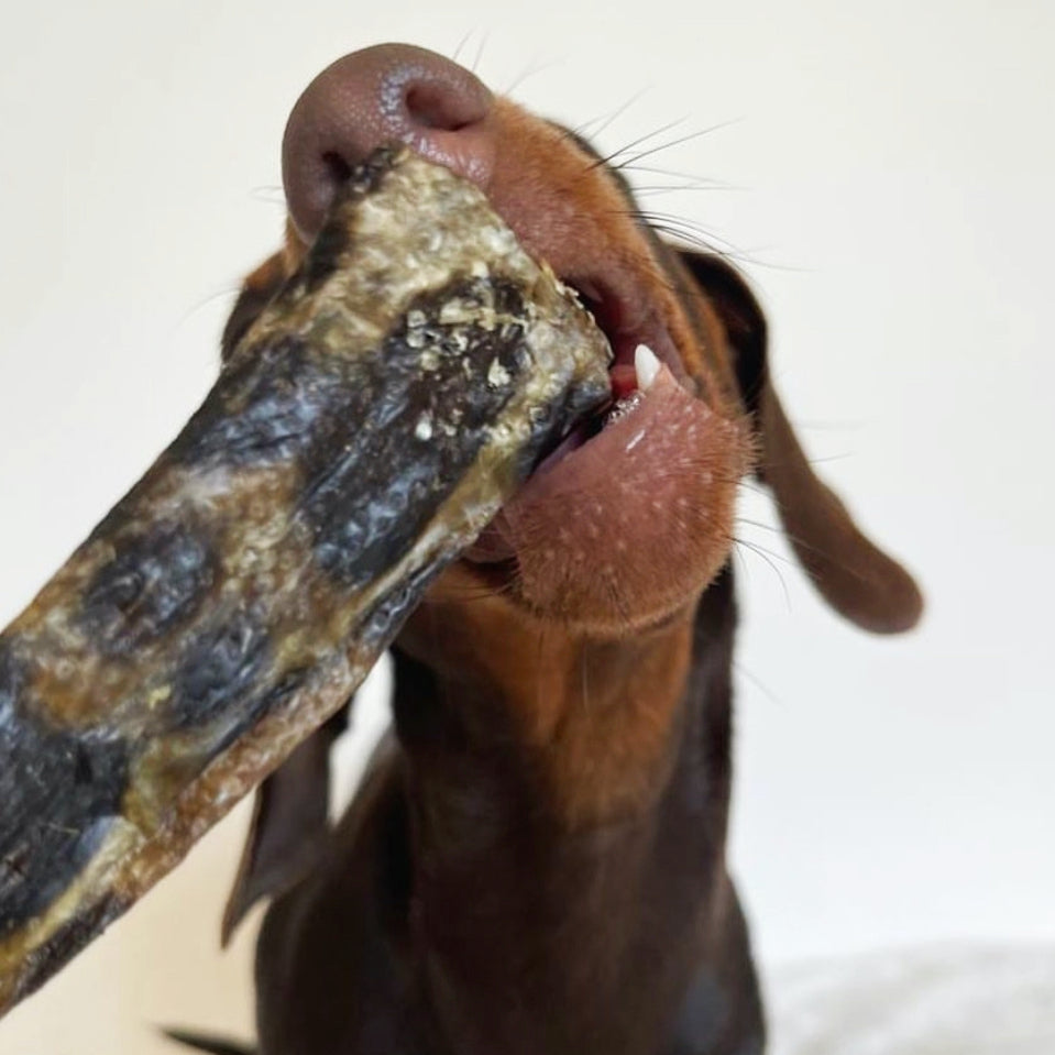 What should I give my puppy to chew on?