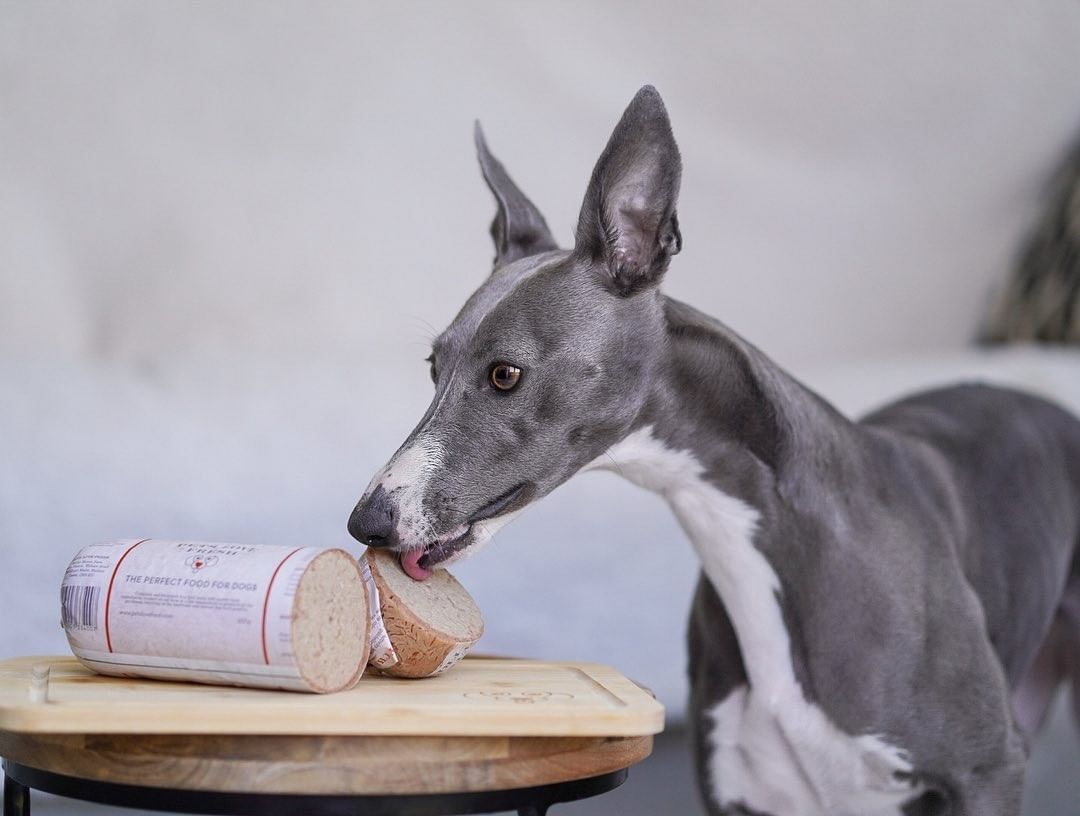 A Guide To Changing Your Dog’s Food