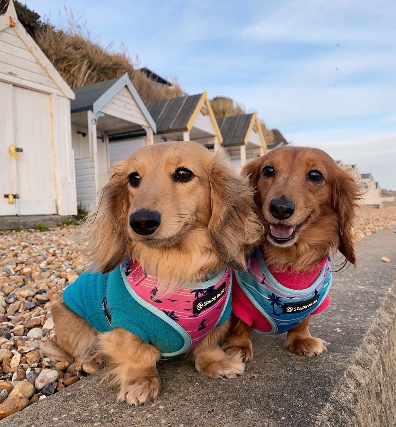 Treating, Soothing, and Curing Your Dog’s Itchy Skin