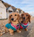Treating, Soothing, and Curing Your Dog’s Itchy Skin