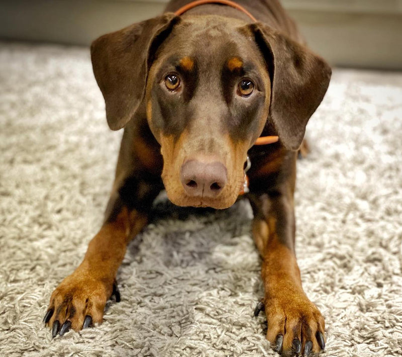 What Causes Pancreatitis In Dogs?