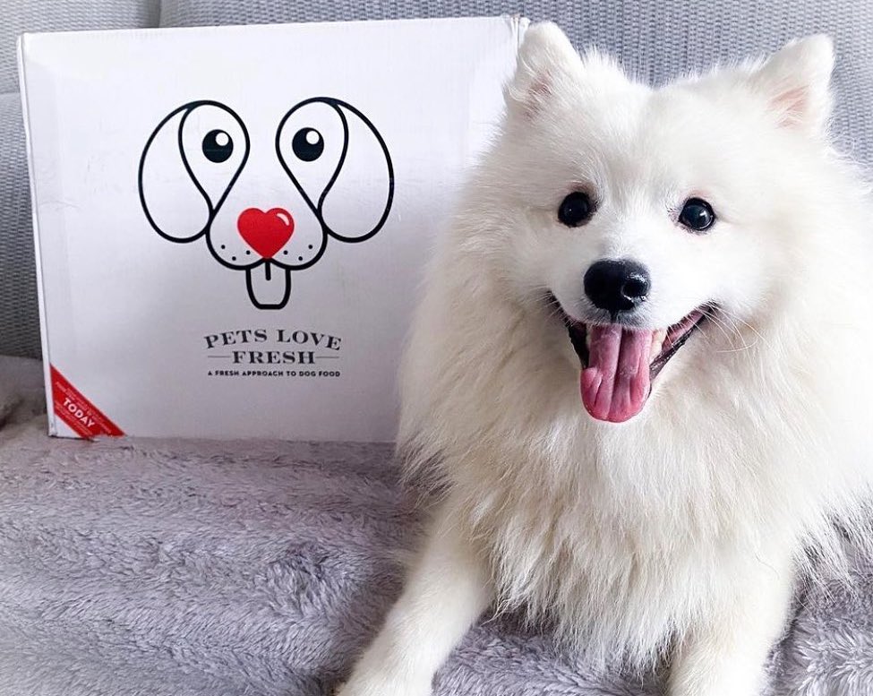 fresh dog food delivery UK subscription