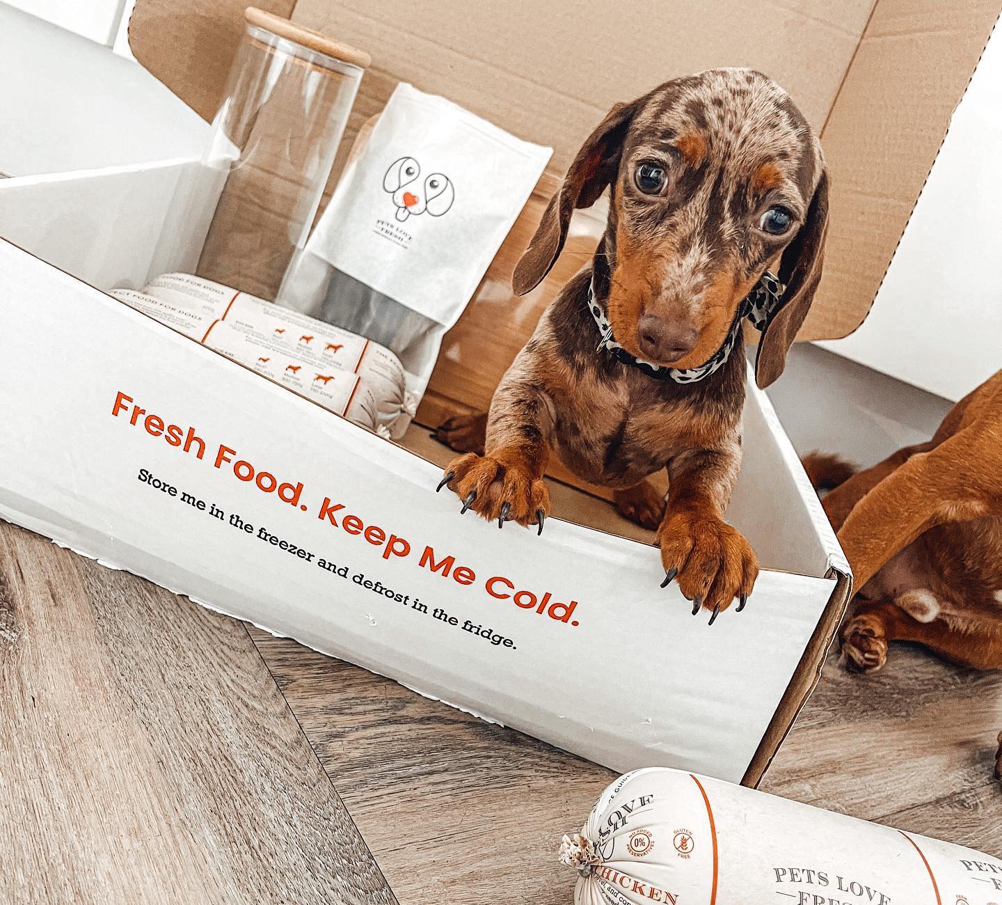 Dog Food Ingredients Explained