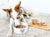 Prebiotics For Dogs: What Are they?
