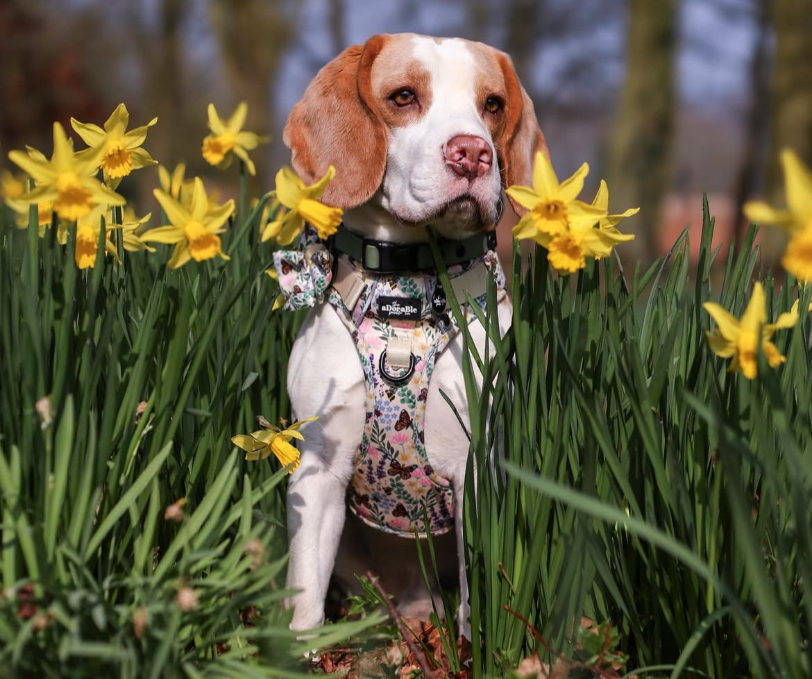 Dog Friendly Adventures: Yorkshire Dales