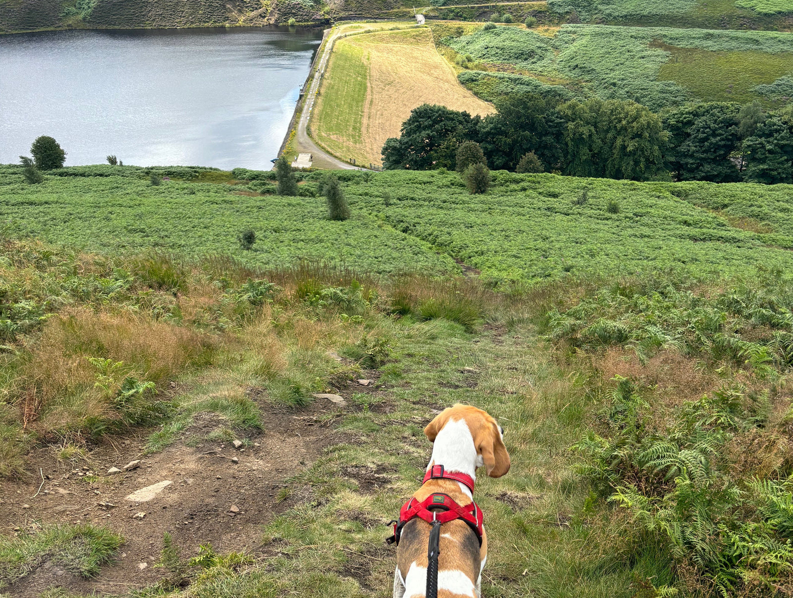 Dog Friendly Staycation In The Peak District