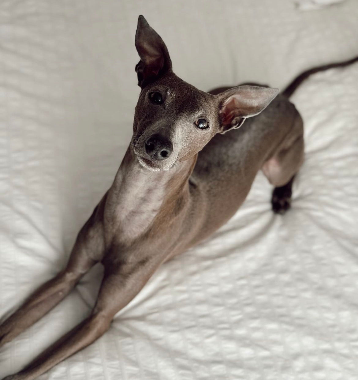 Italian fashion greyhound hypoallergenic