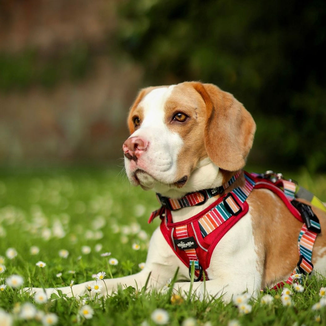 Breed Guide: Beagles