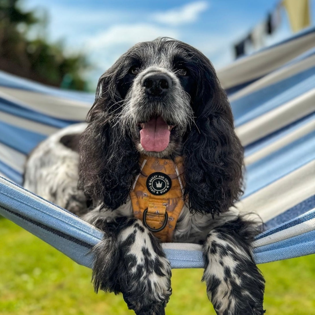 Breed Guide: Cocker Spaniels