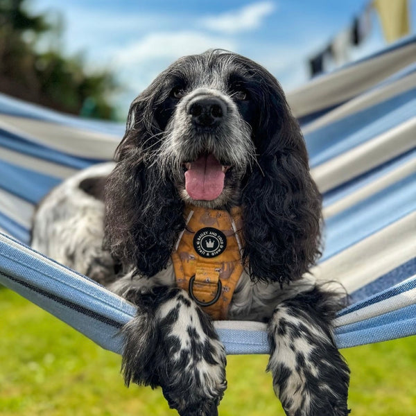 Breed Guide: Cocker Spaniels - Pets Love Fresh