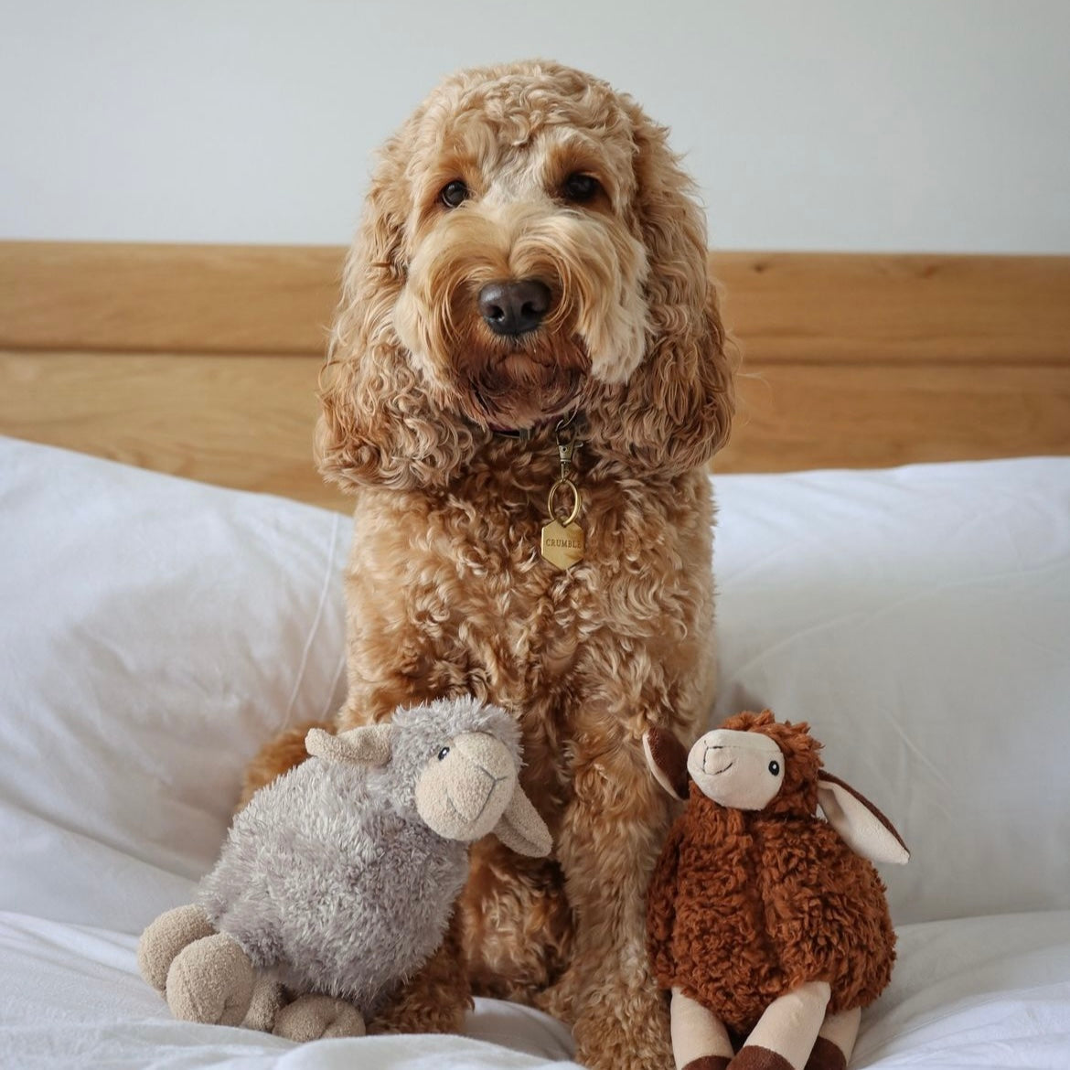 Breed Guide: Cockapoos