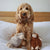 Breed Guide: Cockapoos