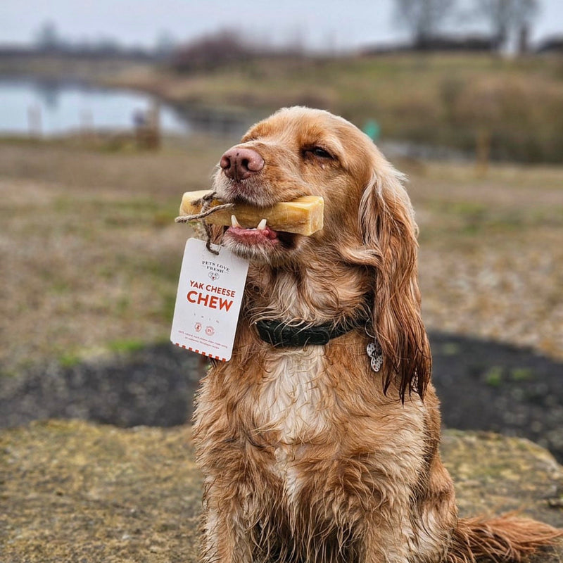 Fresh Dog Food
