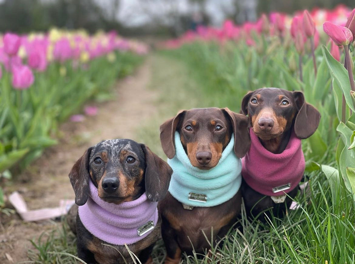 Breed Guide: Dachshunds