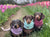 Breed Guide: Dachshunds