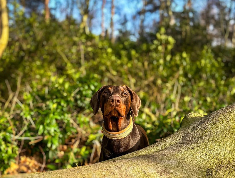 Why Choose A Mono-Protein Diet For Your Dog?