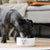How to Keep Your Dog Calm During Fireworks Season