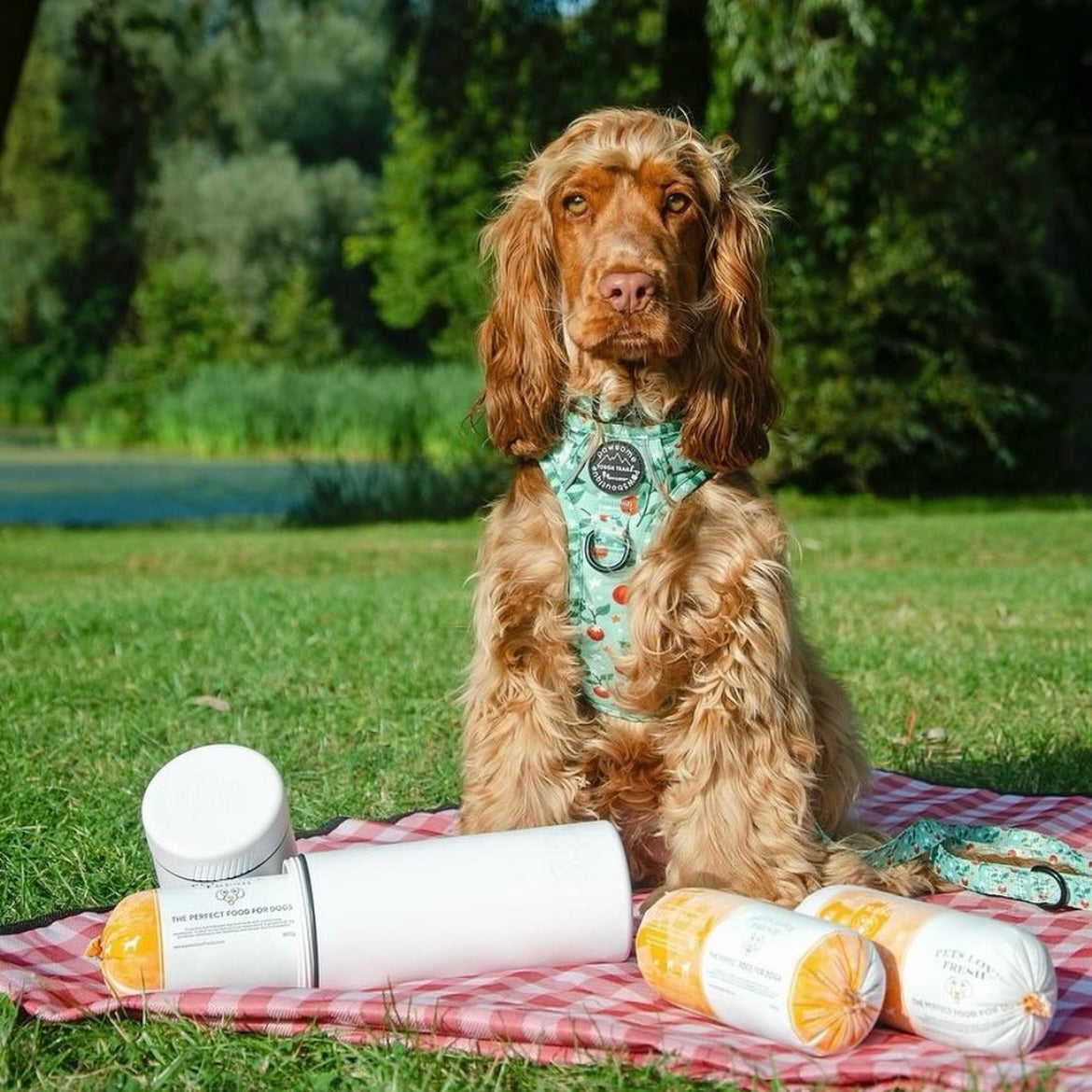 Fresh Dog Food