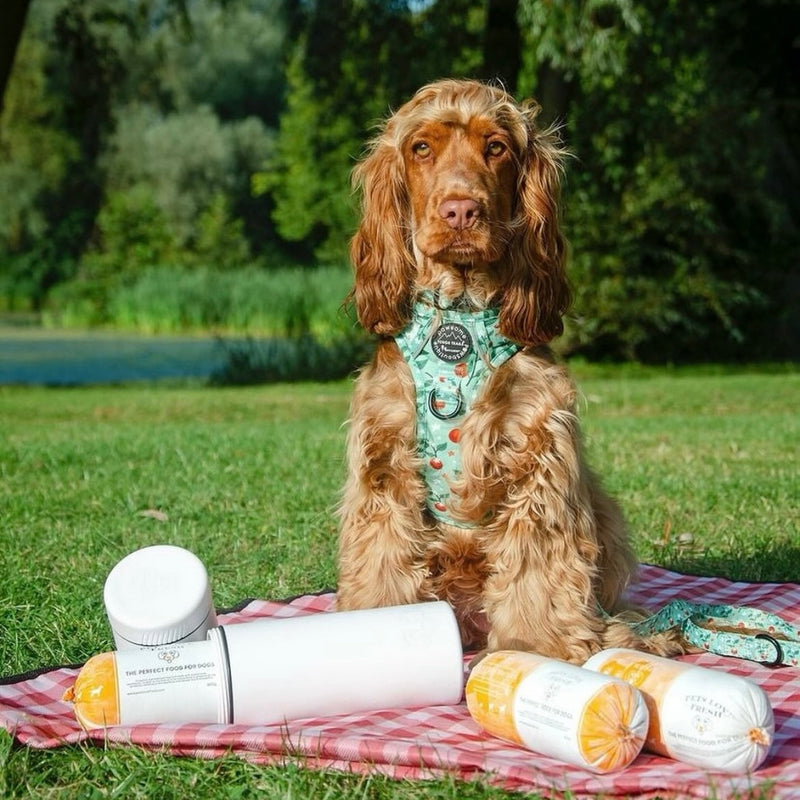 Fresh Dog Food