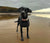 Breed Guide: Labrador