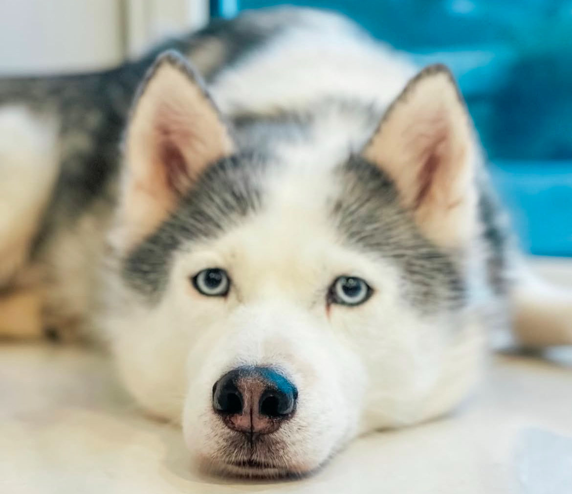 Breed Guide: Siberian Husky - Pets Love Fresh
