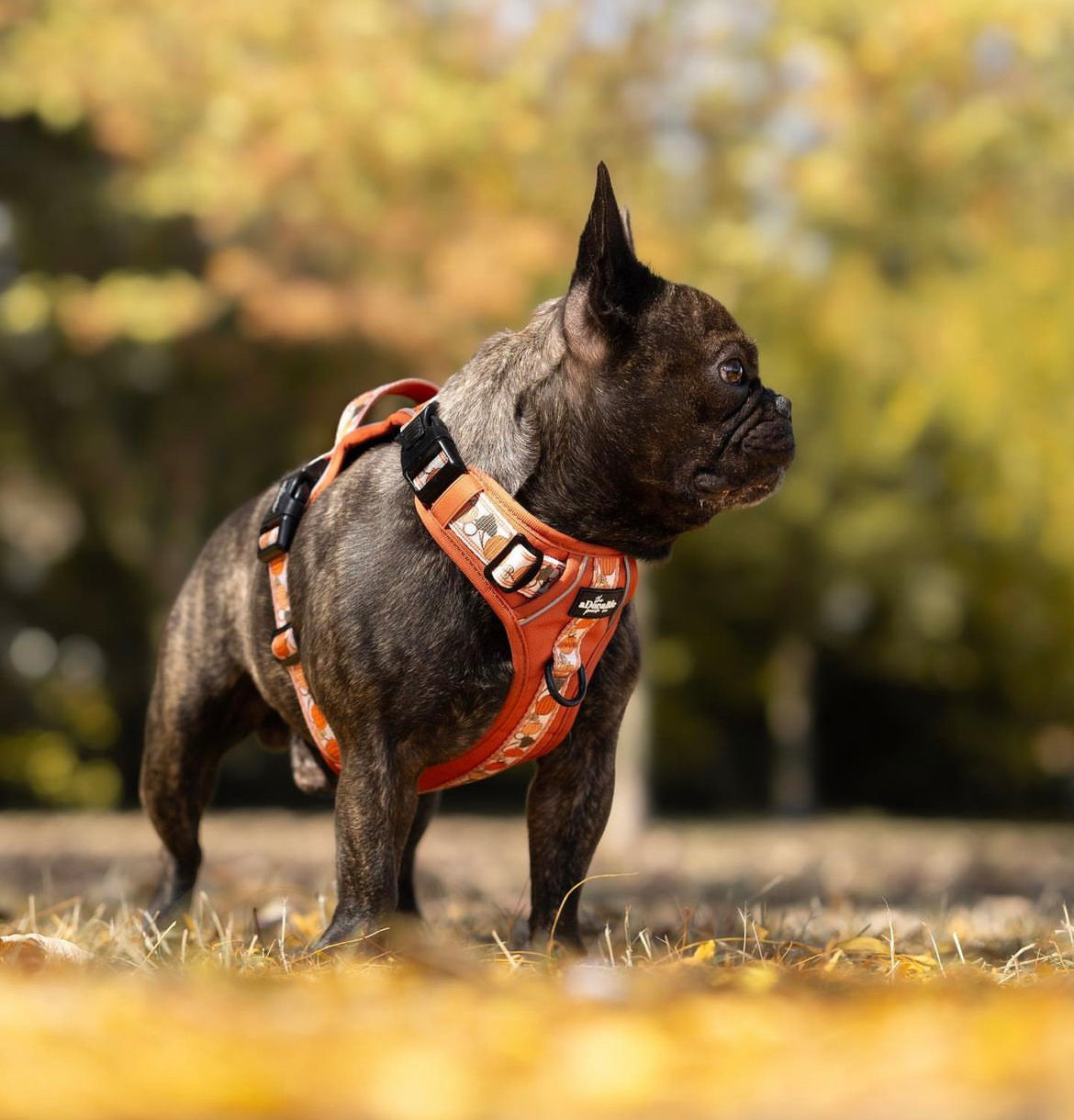 Breed Guide: French Bulldog