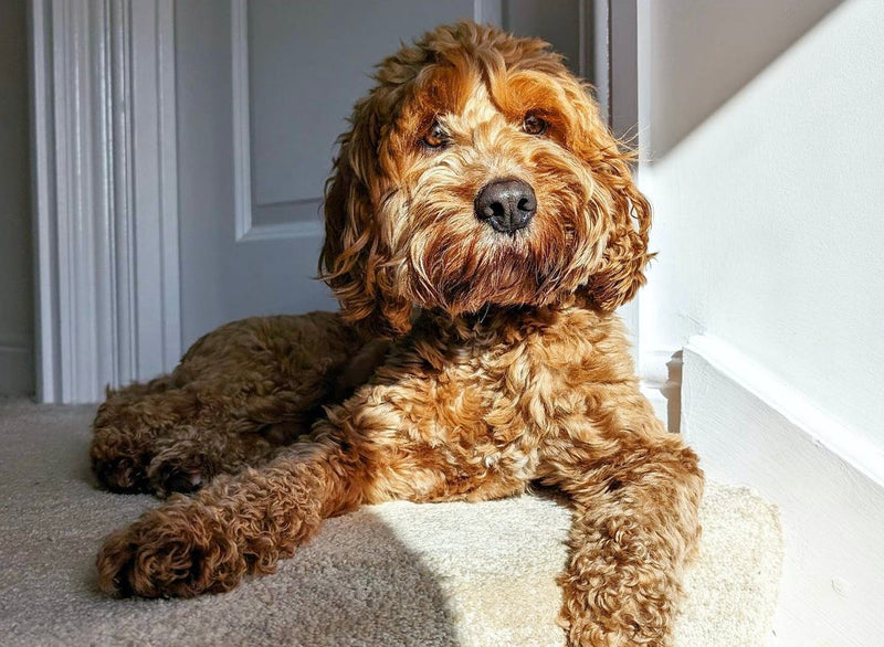 Dogs Improving Your Mental Health