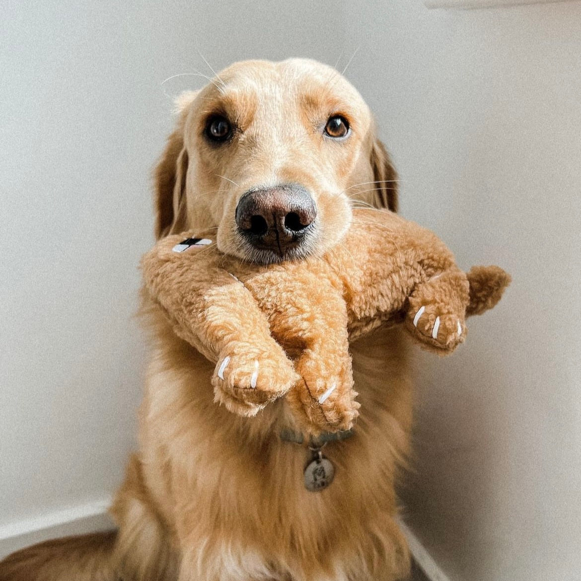 Easy Going Dogs