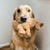 10 Calm Dog Breeds With Easygoing Personalities