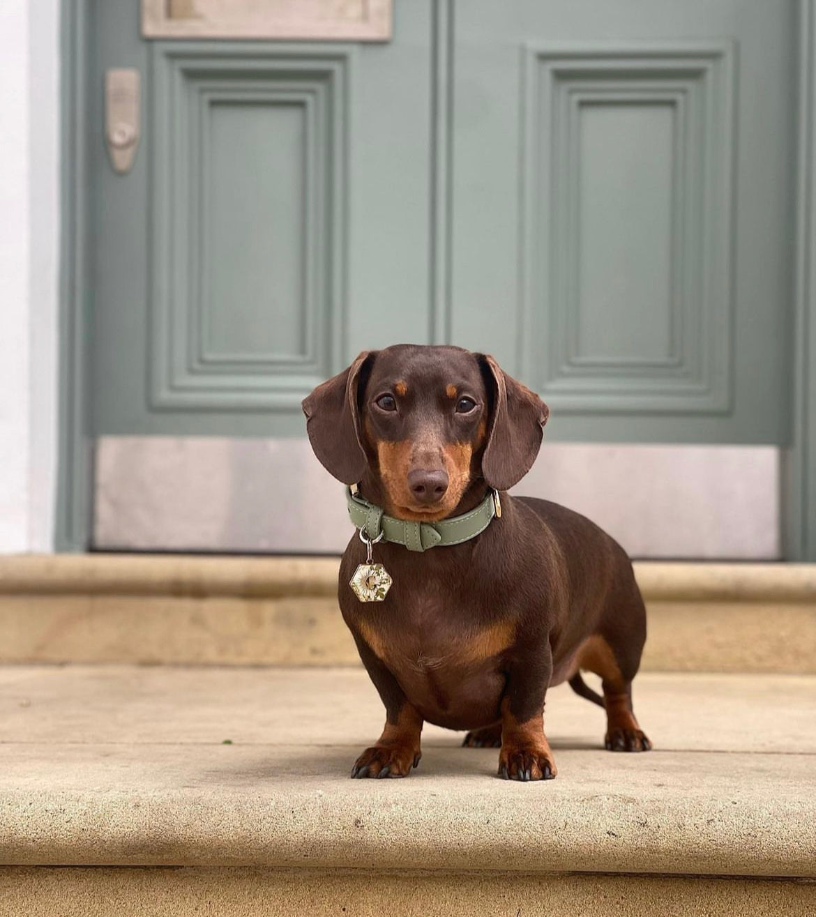 Low-Maintenance Dog Breeds: For People With Busy Lives