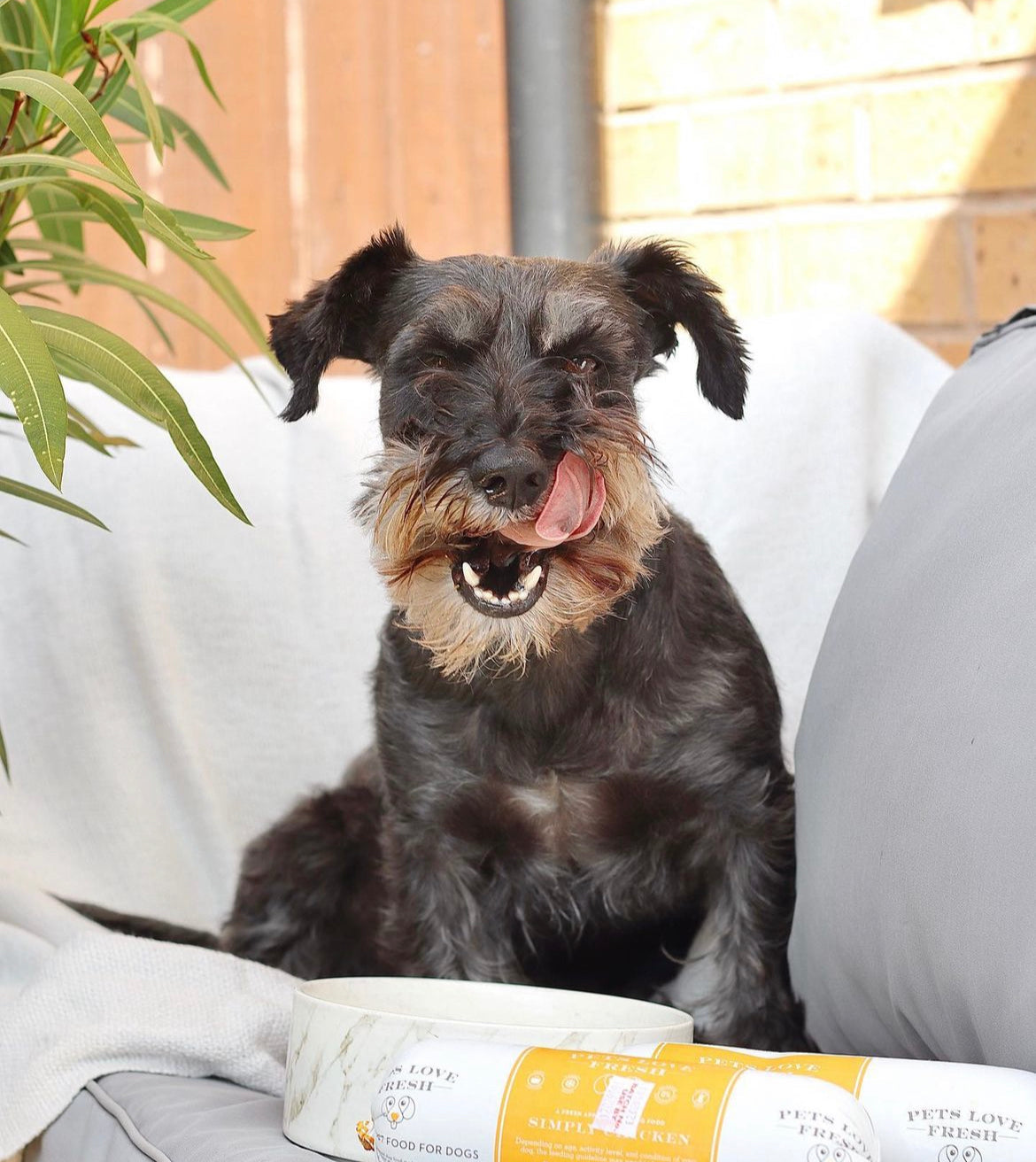 Dog Dental Health Month