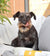 Dog Dental Health Month