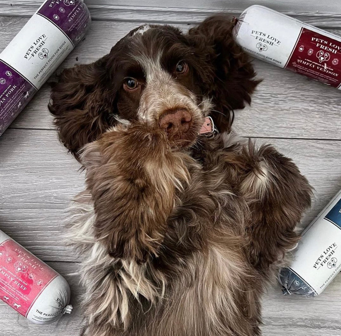 Rainy Day Fun: 5 Activities to Enjoy with Your Dog Indoors