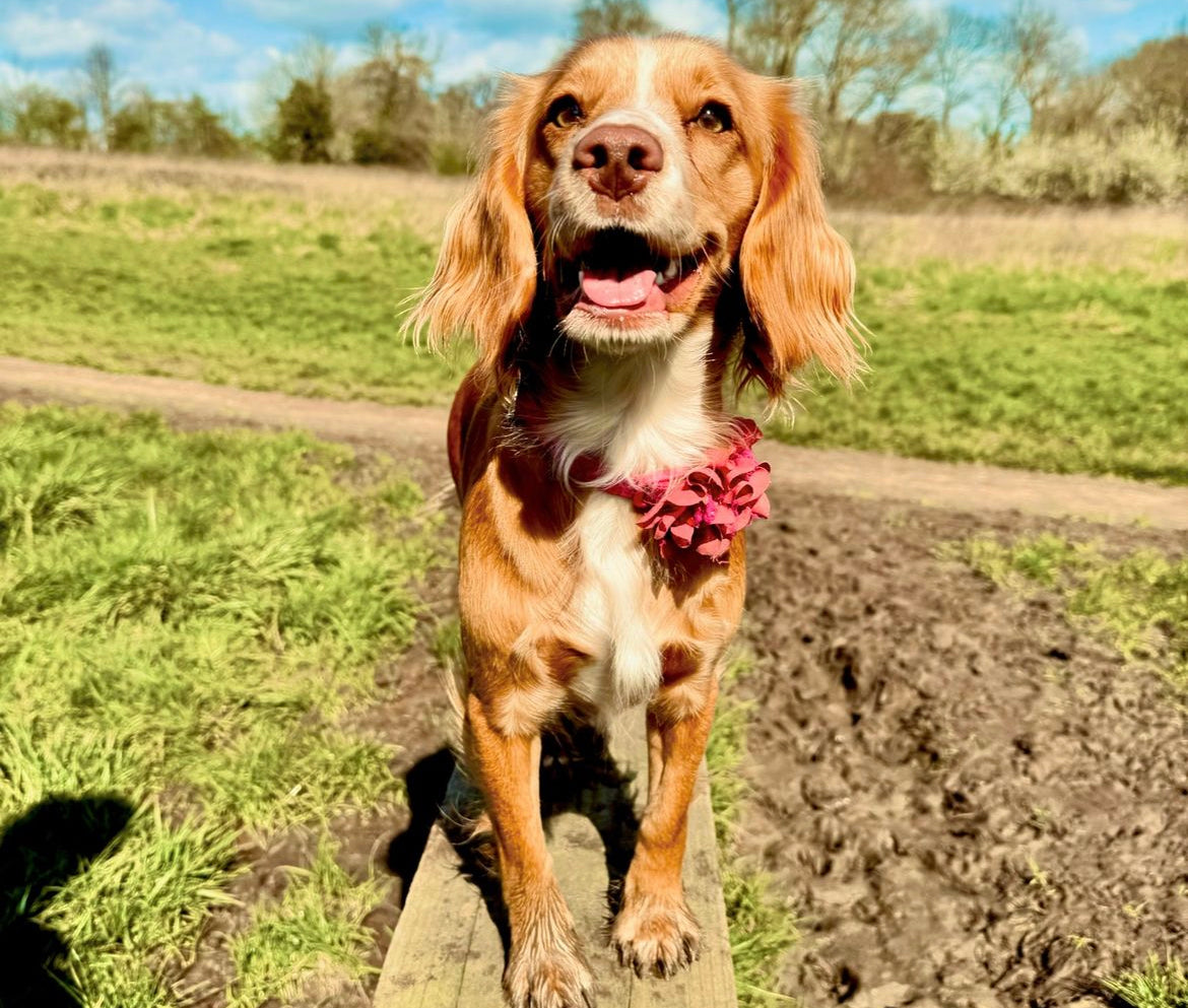 Springtime Strolls: 10 Incredible Dog Friendly Walks