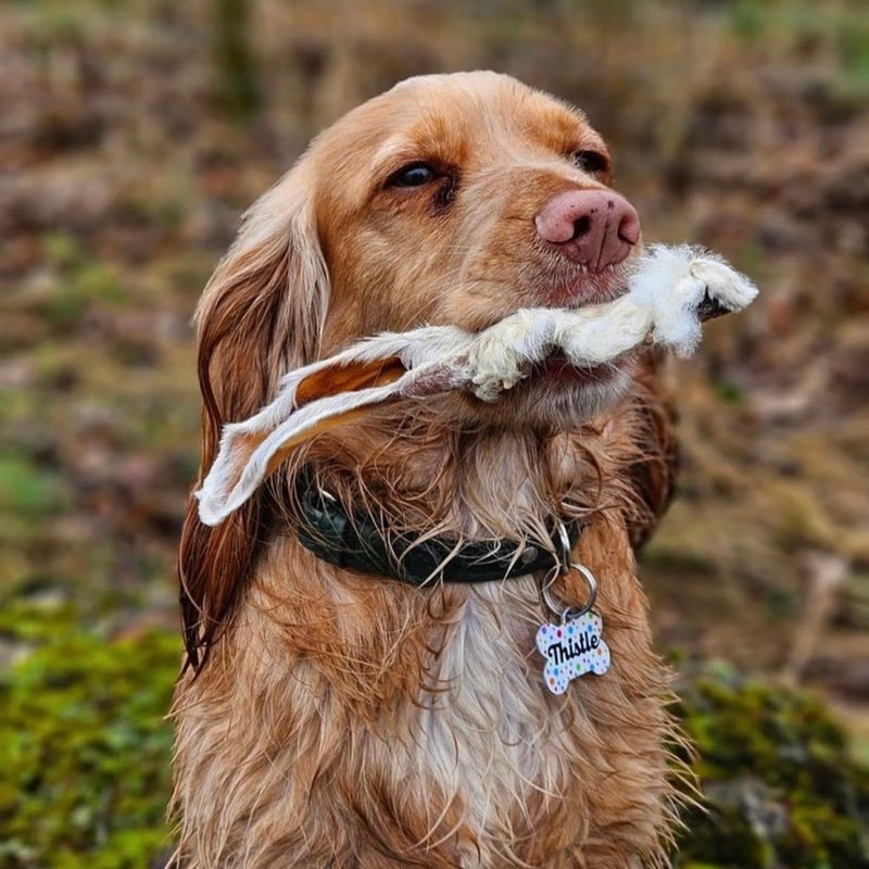 Pets Love Fresh Rabbit Ears