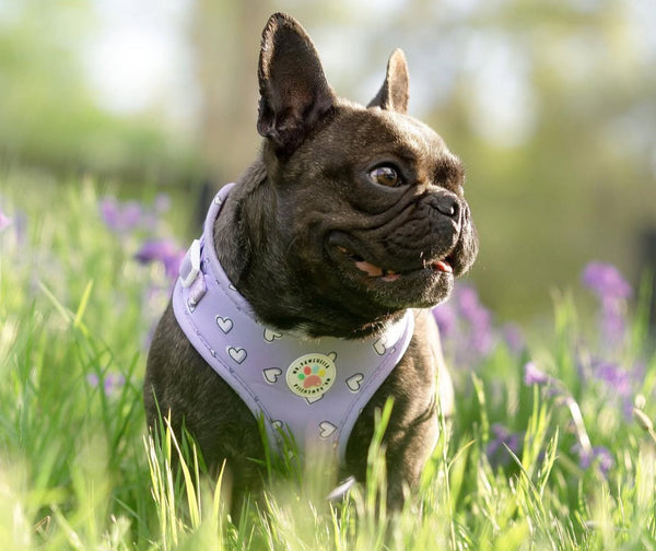 Stunning Why Do Dogs Eat Grass After Eating Phlegm image