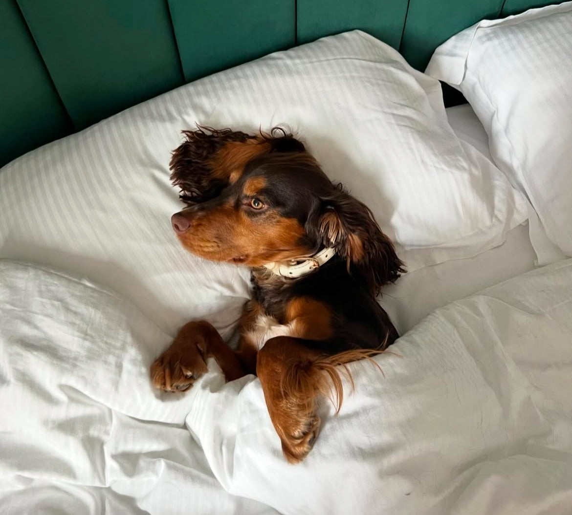 Discover the Lake District: The Ultimate Dog-Friendly Holiday