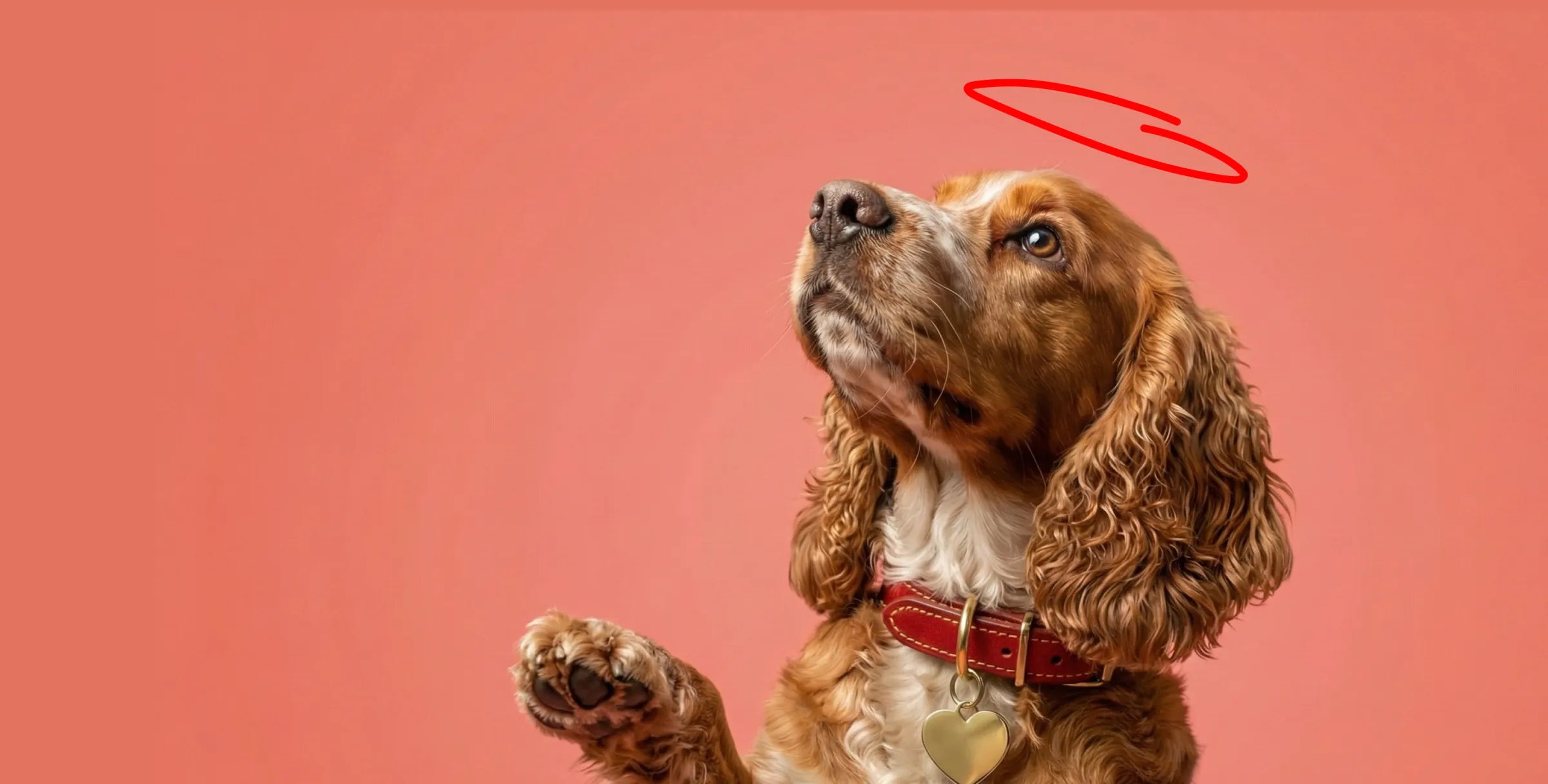 What is freeze dried dog food?