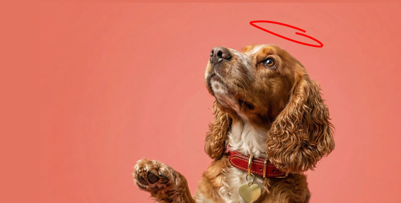 What is freeze dried dog food?