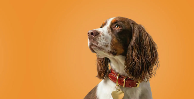 How to Transition Your Dog From Kibble to Fresh Food