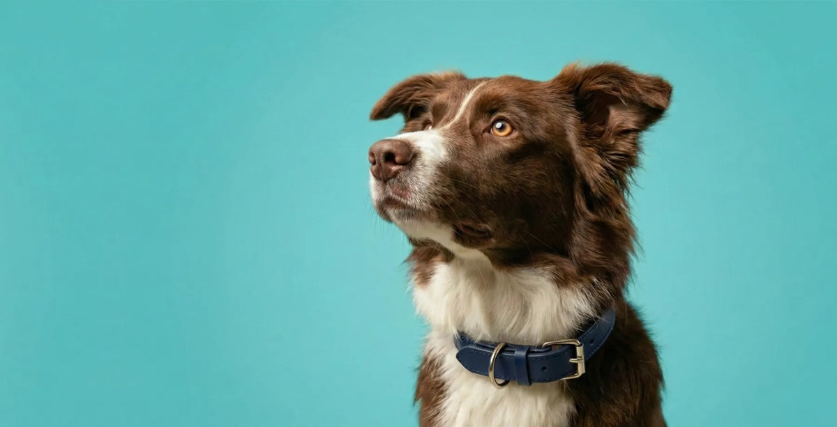 Nutrition and Eye Health in Dogs: What to Feed for Healthy Eyes | Pets Love Fresh