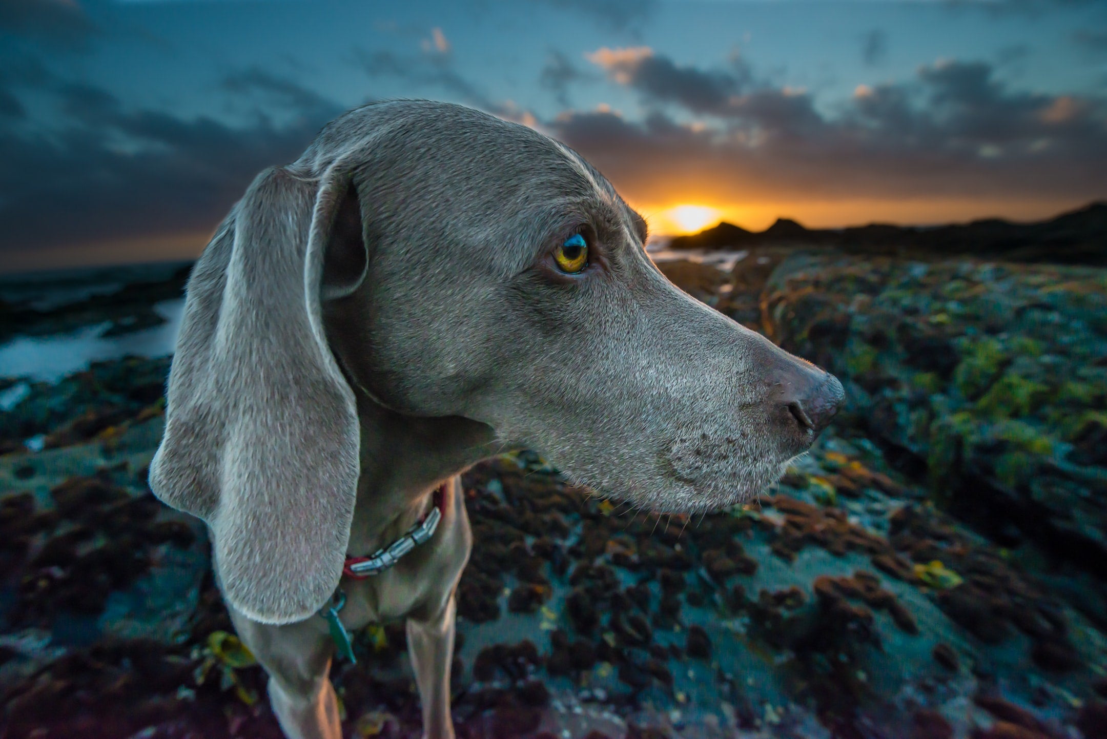 are seaweed snacks good for dogs