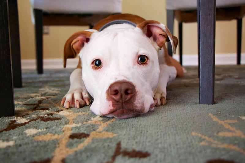 IBS In Dogs: The Causes, Symptoms & Treatments