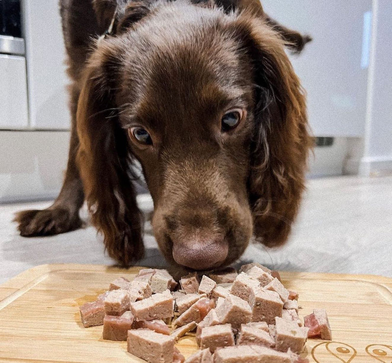 fresh dog food and keeping your dog's coat healthy and shiny
