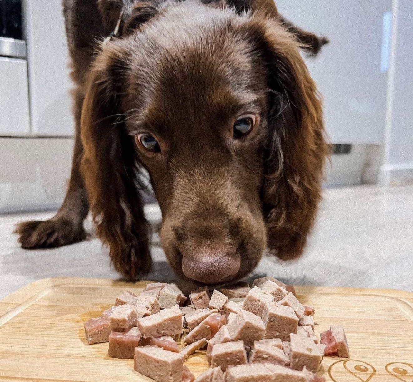 Keeping Your Dog’s Coat Healthy & Shiny