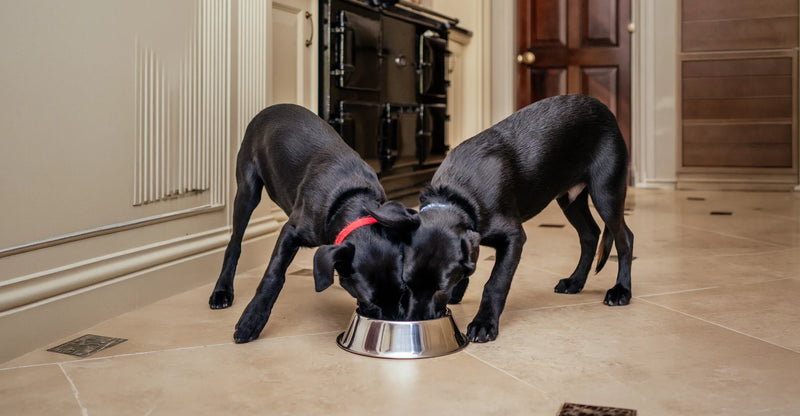 Are Toppers Good for Fussy Dogs?