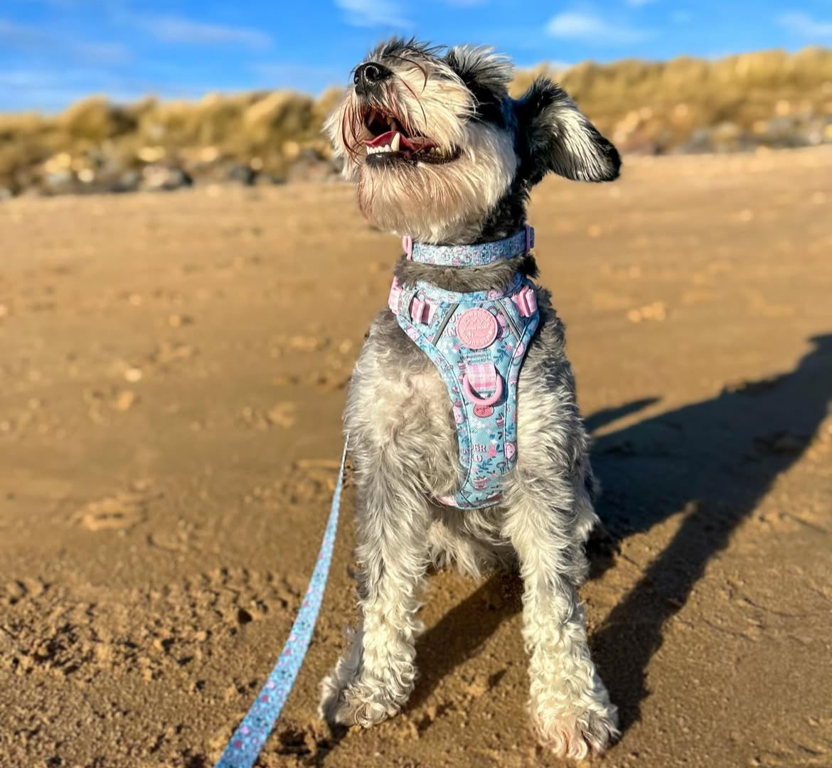 Dog-Friendly Escapes in Norfolk
