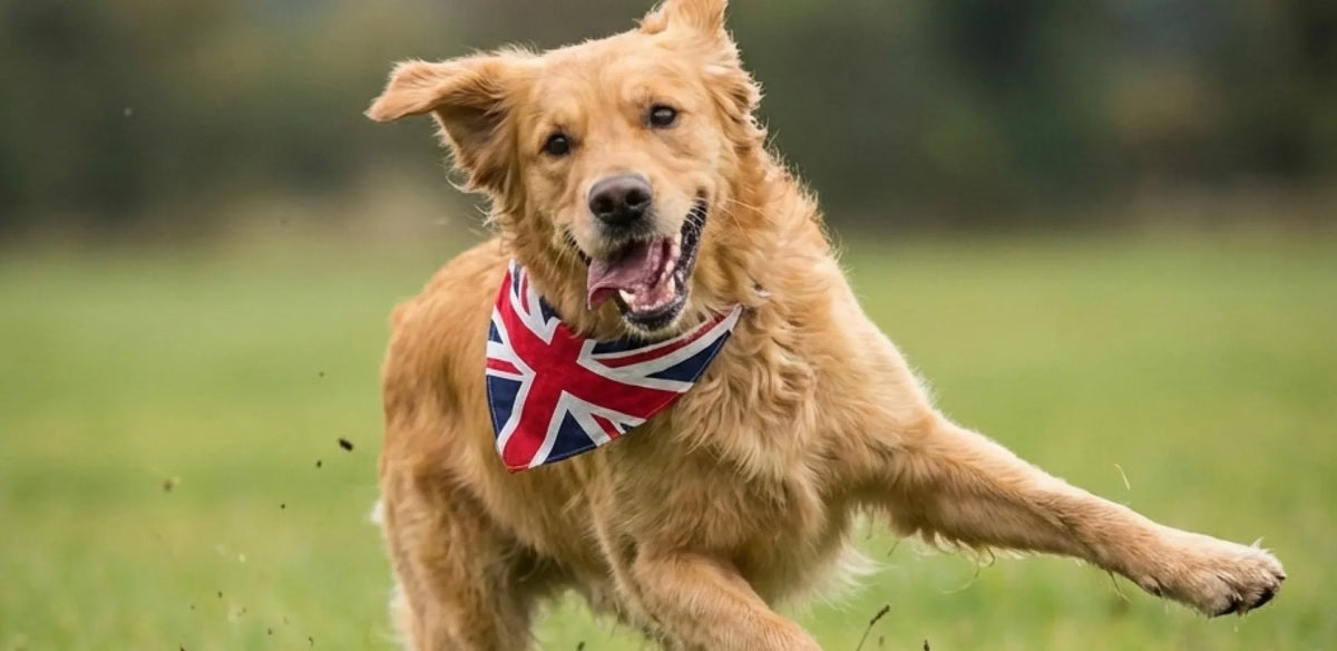 How to Choose the Right Dog Food Subscription